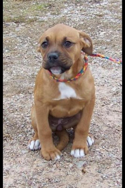 What kind of puppy do you think this is? :  wedding pup puppy rescue shelter dog boxer pit bull Layla2