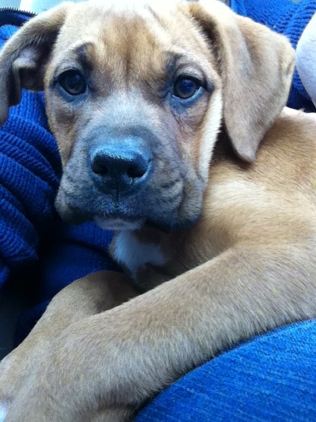 What kind of puppy do you think this is? :  wedding pup puppy rescue shelter dog boxer pit bull LittleLayla2