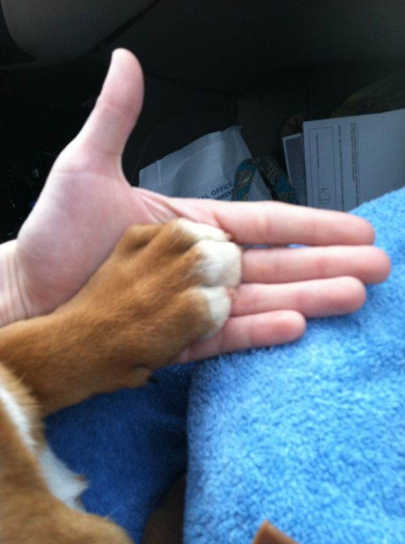 What kind of puppy do you think this is? :  wedding pup puppy rescue shelter dog boxer pit bull Hugepaw