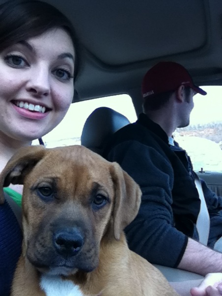 What kind of puppy do you think this is? :  wedding pup puppy rescue shelter dog boxer pit bull Littlelayla