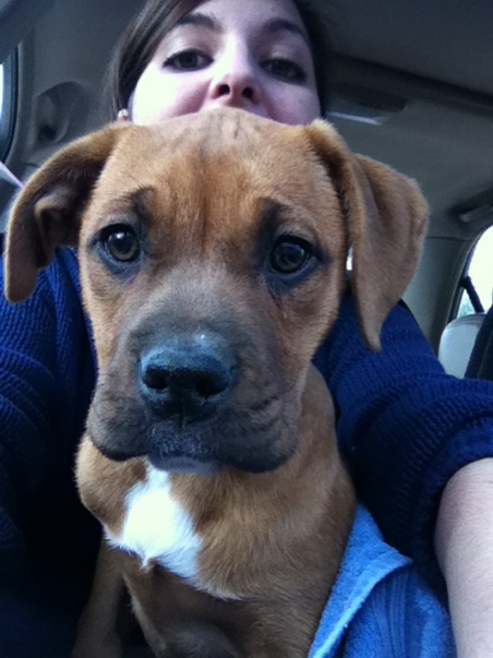What kind of puppy do you think this is? :  wedding pup puppy rescue shelter dog boxer pit bull Photo6