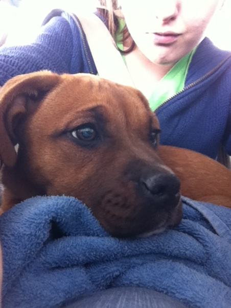 What kind of puppy do you think this is? :  wedding pup puppy rescue shelter dog boxer pit bull Photo7