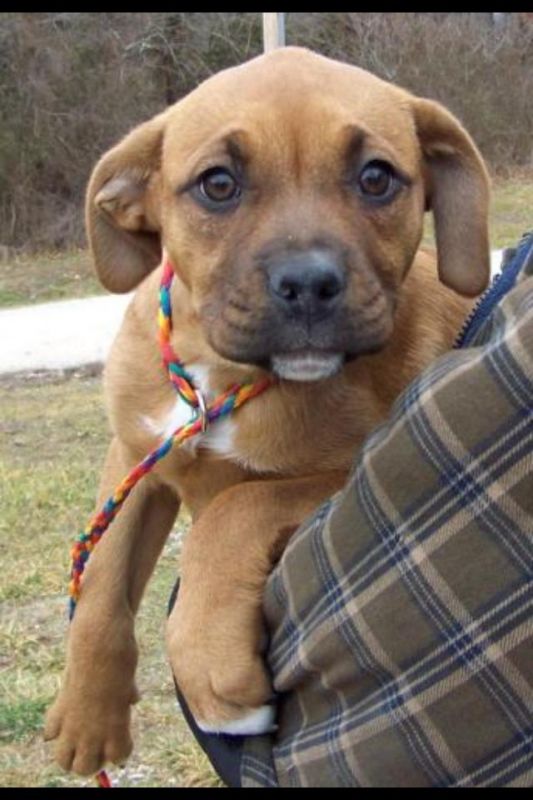 What kind of puppy do you think this is? :  wedding pup puppy rescue shelter dog boxer pit bull Puppy