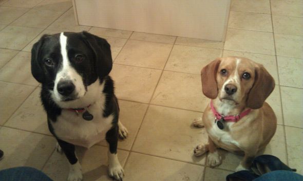 Getting a beagle/basset hound mix soon... show me pics of your beagle or basset! :  wedding beagle puppy dog basset hound 297870 695955068519 21802615 35809871 773340225 N