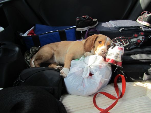 Getting a beagle/basset hound mix soon... show me pics of your beagle or basset! :  wedding beagle puppy dog basset hound Enagagement 061