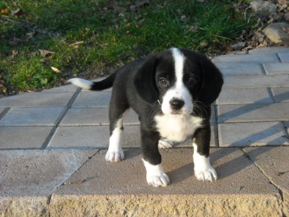 Getting a beagle/basset hound mix soon... show me pics of your beagle or basset! :  wedding beagle puppy dog basset hound Xander 001