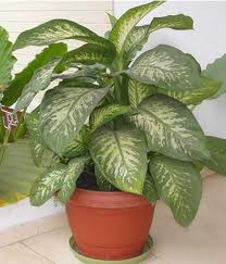 Best house plants/your favorite house plant? : wedding Images