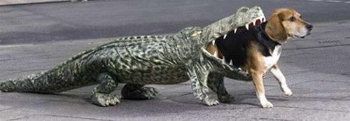 Post a pic of your pet in a halloween costume :  wedding pets Doggator