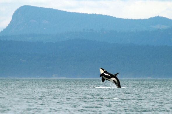 Favorite pic of where you live? :  wedding hawaii beach Orca Whale Matt Larson 650