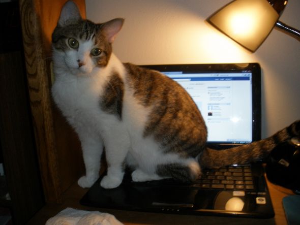 Cute pics of my kitties guaranteed to make you smile :). Post your pics too! :  wedding kitten cute P5151056