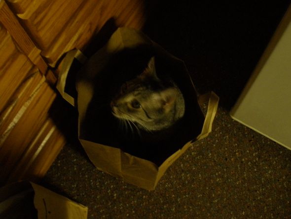 Cute pics of my kitties guaranteed to make you smile :). Post your pics too! :  wedding kitten cute Catinabag