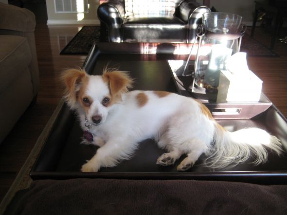 Naughty yet adorable pets! :  wedding IMG 1632