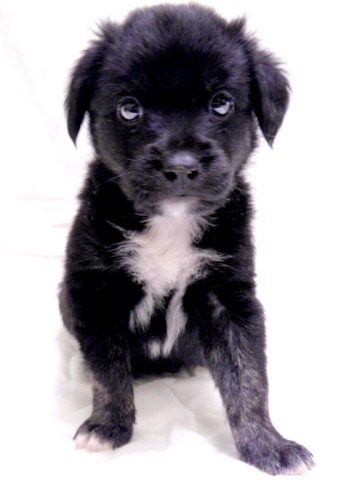 New Puppy Questions! :  wedding puppy 1