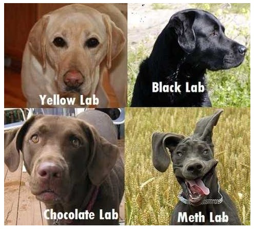 Important PSA... :  wedding Kinds Of Labs