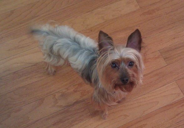 1st time dog owner help... pics too :P :  wedding god yorkie yorkshire terrier clothes pets growth Jackson