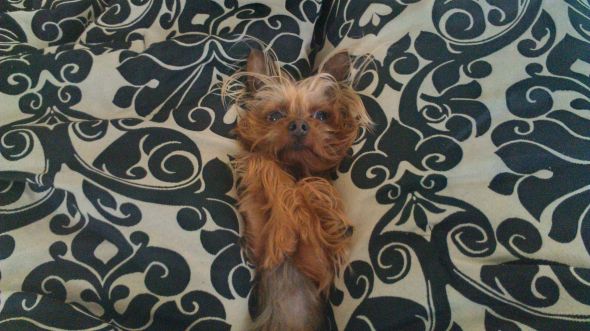 1st time dog owner help... pics too :P :  wedding god yorkie yorkshire terrier clothes pets growth Jackson Day
