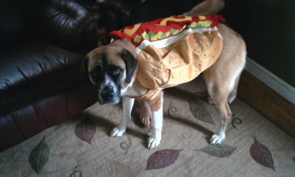 Post a pic of your pet in a halloween costume :  wedding pets Magic Hot Dog