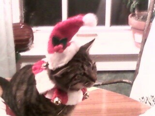 Spinoff: Your Pets During the Holidays :  wedding pet holiday pets during holiday season 2