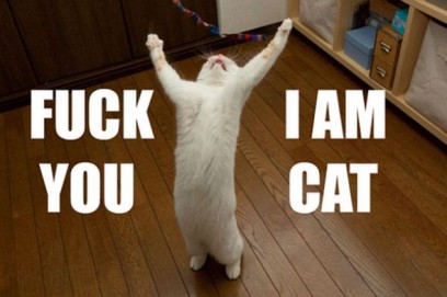 Site issues today. Sad WB :( :  wedding Fuck You I Am Cat My First Demotivator D S600x399 125885