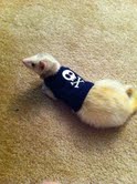 Naughty yet adorable pets! :  wedding Banjo 3