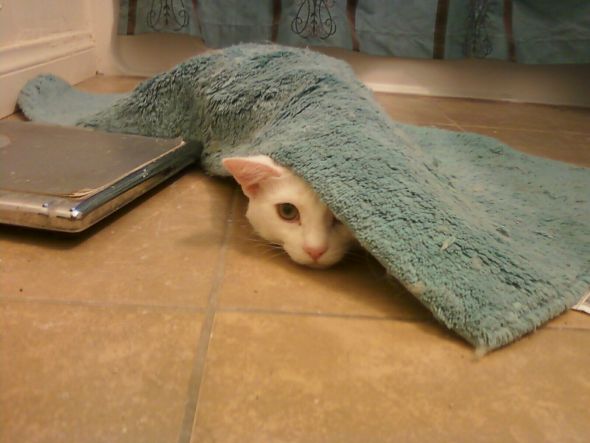 Cute pics of my kitties guaranteed to make you smile :). Post your pics too! :  wedding kitten cute Babyhidingpic