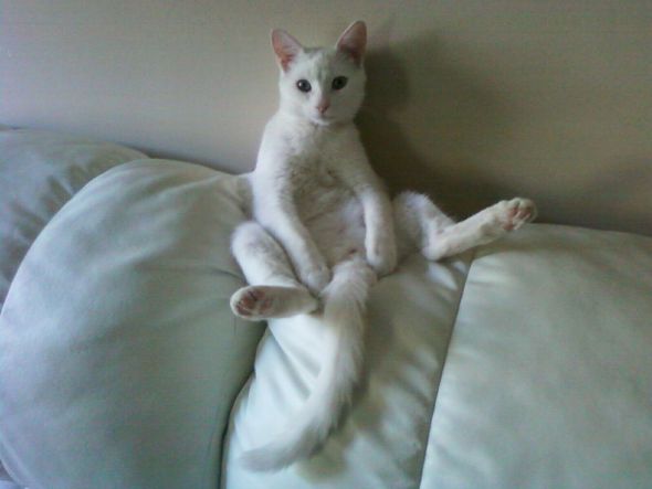 Cute pics of my kitties guaranteed to make you smile :). Post your pics too! :  wedding kitten cute Remykitty