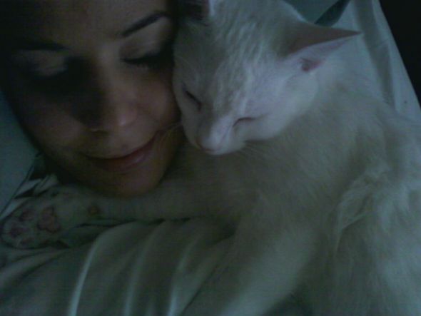 Cute pics of my kitties guaranteed to make you smile :). Post your pics too! :  wedding kitten cute Sleepykitty