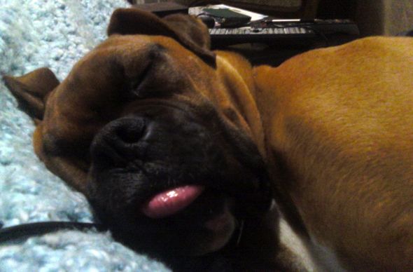 Cute overload!!  Post your sleepy puppy/kitten pics! :  wedding 0209000017