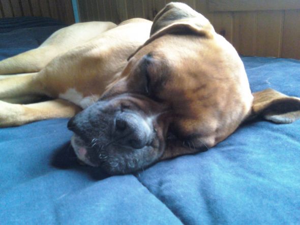 Cute overload!!  Post your sleepy puppy/kitten pics! :  wedding 0504001450