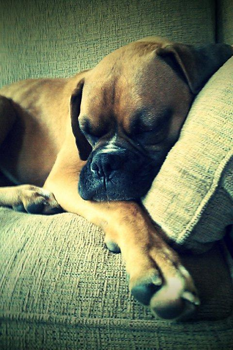 Cute overload!!  Post your sleepy puppy/kitten pics! :  wedding 4749355623 60072b6244 B