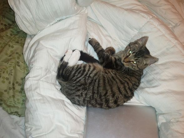 Cute pics of my kitties guaranteed to make you smile :). Post your pics too! :  wedding kitten cute 2011 10 27 14.16.54