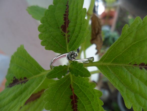 He put a ring on it!! :  wedding proposal surprise SAM 1695