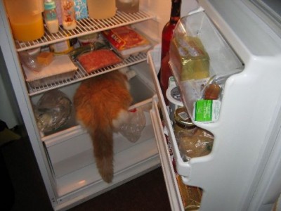 Naughty yet adorable pets! : wedding Bentleyinfridge1