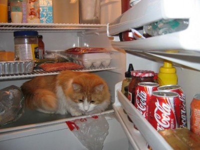 Naughty yet adorable pets! : wedding Bentleyinfridge2