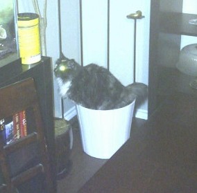 Naughty yet adorable pets! : wedding IMG 20110113 00165 480x640