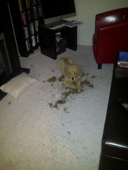 Naughty yet adorable pets! : wedding IMG 20110721 00310 640x480