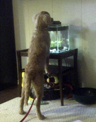 Naughty yet adorable pets! : wedding IMG 20110830 00405 640x477