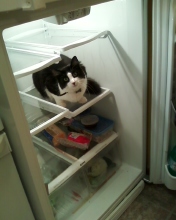 Cute pics of my kitties guaranteed to make you smile :). Post your pics too! :  wedding kitten cute Fridge