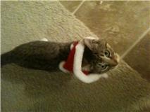 Cute pics of my kitties guaranteed to make you smile :). Post your pics too! :  wedding kitten cute Gizzy