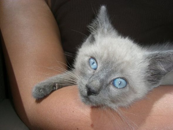 Post your pet pictures!! :  wedding Blueeyed Sam