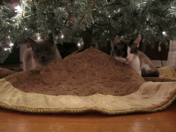 Post your pet pictures!! :  wedding Xmas Kitty