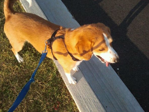 Getting a beagle/basset hound mix soon... show me pics of your beagle or basset! : wedding beagle puppy dog basset hound STEVE