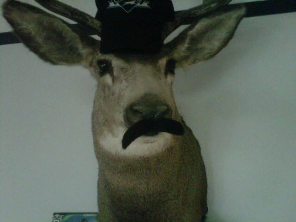 The Pre-BFP Club--pre-TWW and those in TWW :  wedding ttc bfp Deer With A Moustash