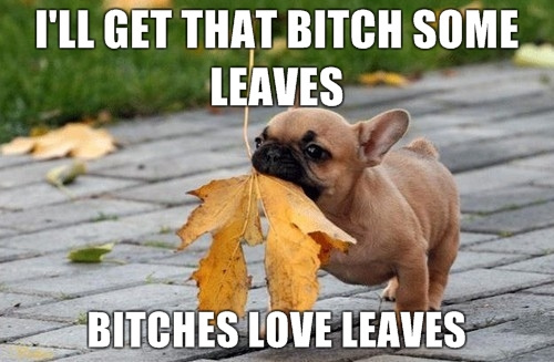 Need a little sunshine! :  wedding miscarriage Puppy   Bitches Love Leaves