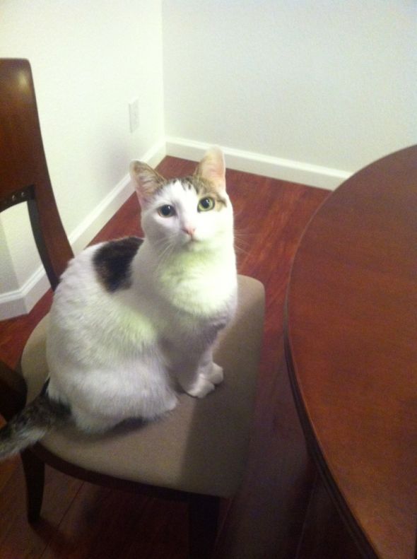 My SO and I are cat lovers! Show off your cats or pets! :) :  wedding pets Chloe