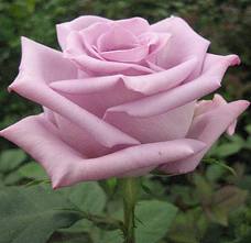 So what flowers did you choose for your bouquet - post pictures too : wedding Lav Rose