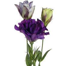 So what flowers did you choose for your bouquet - post pictures too : wedding Lis