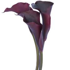 So what flowers did you choose for your bouquet - post pictures too : wedding Mini Calla