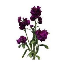 So what flowers did you choose for your bouquet - post pictures too : wedding Purple Stock