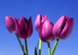 So what flowers did you choose for your bouquet - post pictures too : wedding Tulips